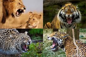 Tīģeris lauva jaguars un... Autors: follower Fakti