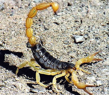 Maza skorpiona inde ir daudz... Autors: Mr DaniiC Fakti par dzīvniekiem un zivīm 2 !