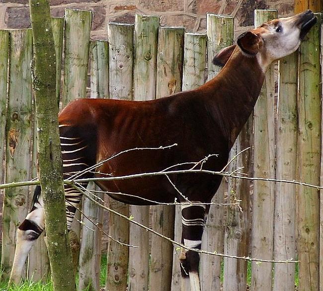 Okapi ir zālēdājizālēdājas... Autors: Spalvainais Kas ir Okapi?