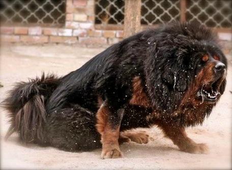 Līdz šim pasaules dārgākā suna... Autors: Agnita Pasaules dārgākais suns
