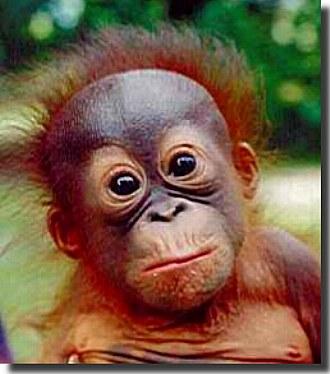 Orangutani brīdina par... Autors: kituka123 Interesanti fakti par dzīvniekiem.