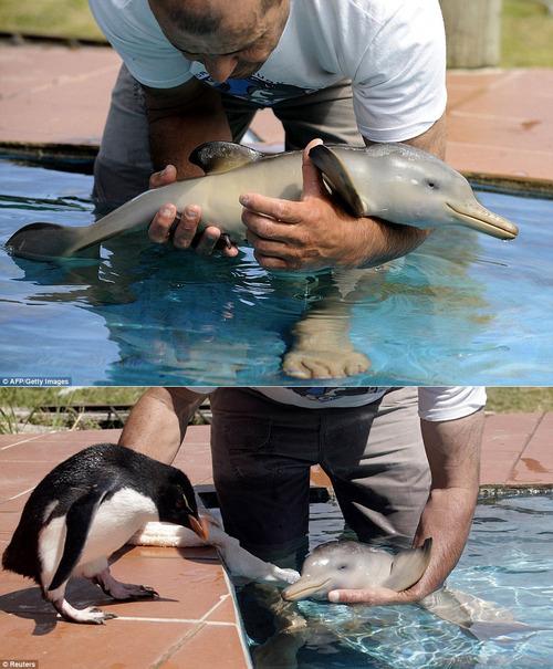 Pingvīna mazuliskas satiekas... Autors: INeverLie 31 bilde, kas jāredz pirms tu mirsti