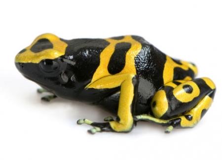 10 Poison Dart Frog  The backs... Autors: racoon Top 10 Most Deadly Animals