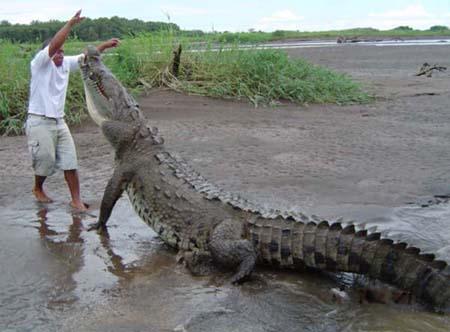 6 Saltwater Crocodile This is... Autors: racoon Top 10 Most Deadly Animals