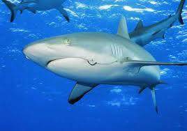 Haizivīm ir imunitāte pret... Autors: peciiite Interesanti fakti pair dzīvniekiem.
