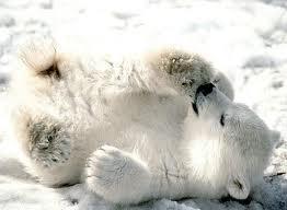 Visi polārie lāči ir kreiļi Autors: peciiite Interesanti fakti pair dzīvniekiem.