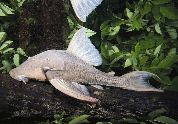 Woodeating catfish kokgrauzējs... Autors: Vamp pārsteidzošā dzivnieku pasaule!!!!