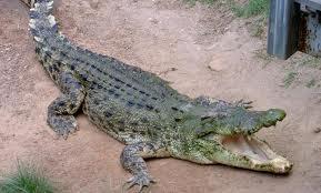 Krokodili lai varētu dziļāk... Autors: Evijaa Interesanti fakti.