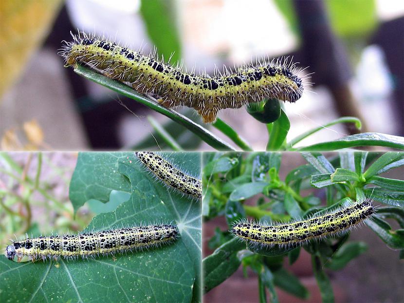 kāpostu balteņa jeb pieris... Autors: StarFlare Tauriņi.