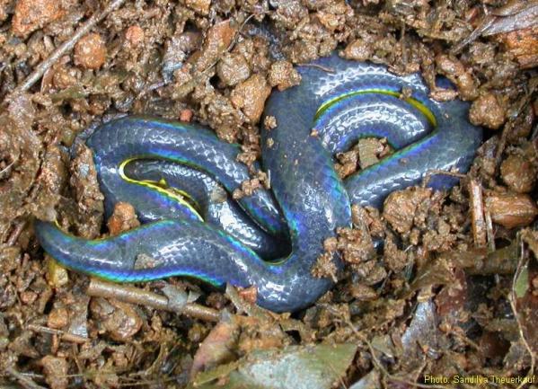 6 The Iridescent Shieldtail ... Autors: Ķūūūlītis Top 10 pasaules skaistākās čūskas.