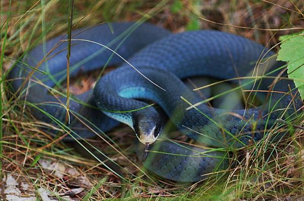2 Blue Racer Snake  Zilā čūska... Autors: Ķūūūlītis Top 10 pasaules skaistākās čūskas.