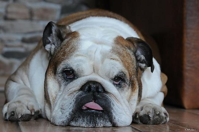 Angļu buldogs.''English Bulldog