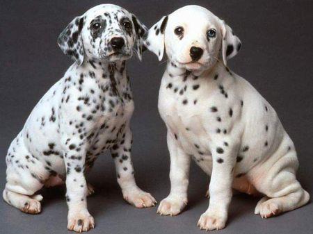 Dalmatians are born without... Autors: MegaEinsteins google tulkotājs