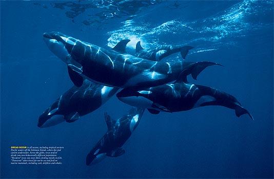 Orcas slepkav vaļi ceļojot... Autors: Fosilija Intersanti fakti kurus noteikti gribi zināt!