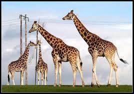 Žirafēm nav balss saites Autors: ri4s23 Faktiņi...
