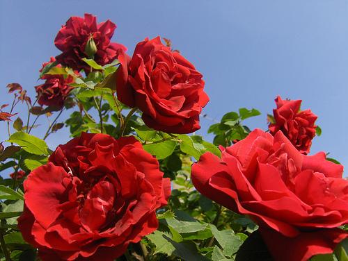 Roze Roze ir viena no... Autors: Rūž 15 Pasaulē skaistākās puķes.