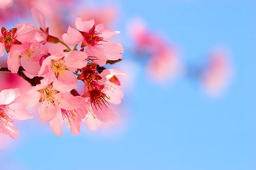 Ķirscaronu zieds Japānas... Autors: Rūž 15 Pasaulē skaistākās puķes.