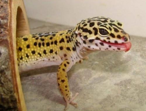 3Leopard Gecko Šīs mazās mīļās... Autors: Ķūūūlītis Top 10 populārākie pet rāpuļi.