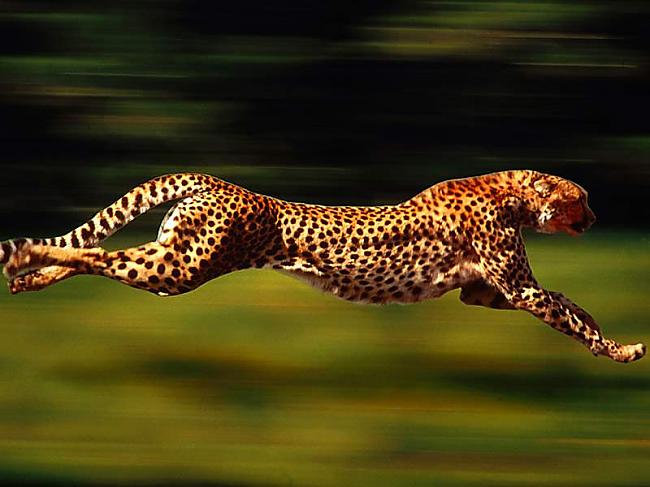 Gepardi ir ātrākie skrējēji... Autors: P0s1t1v3 100% Tu nezināji, ka...