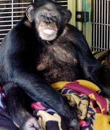 Lūk arī trakais šimpanze Autors: Stalkers Foto ar šimpanzes sagrauzto sievieti
