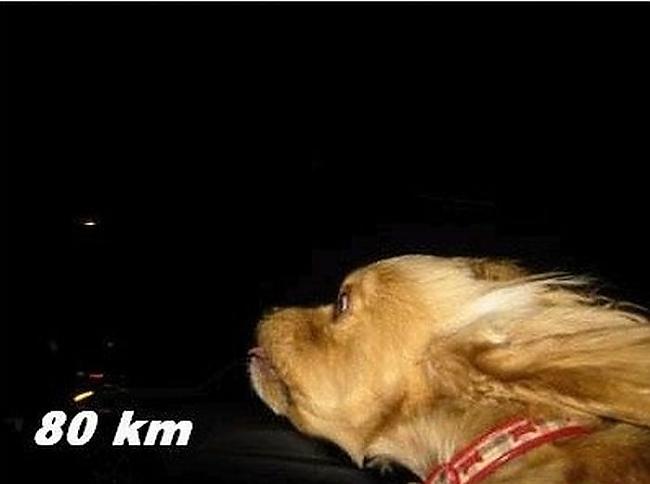 80 kmh Autors: Aresa Suns un vējš