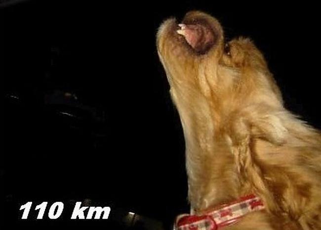110kmh Autors: Aresa Suns un vējš