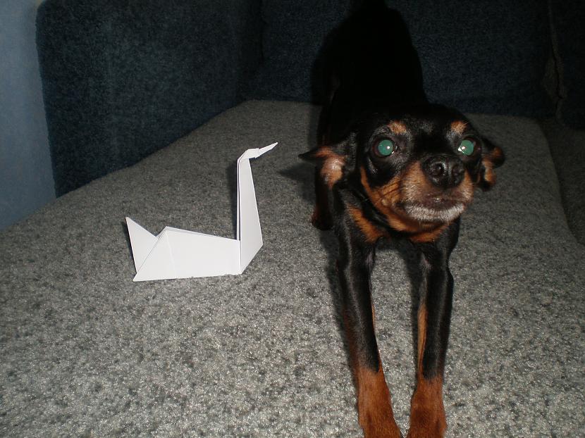 Un te gulbis tusē ar manu suni Autors: KaaMiS13 Origami - Gulbis , Step by step