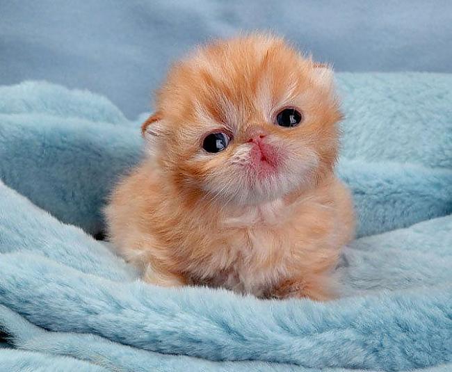 aaaaaawwwww Autors: Fosilija Cute Kittens