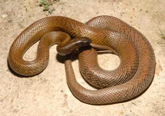 Fierce Snake or Inland Taipan... Autors: qfd2 10 indīgākās čuskas pasaulē.