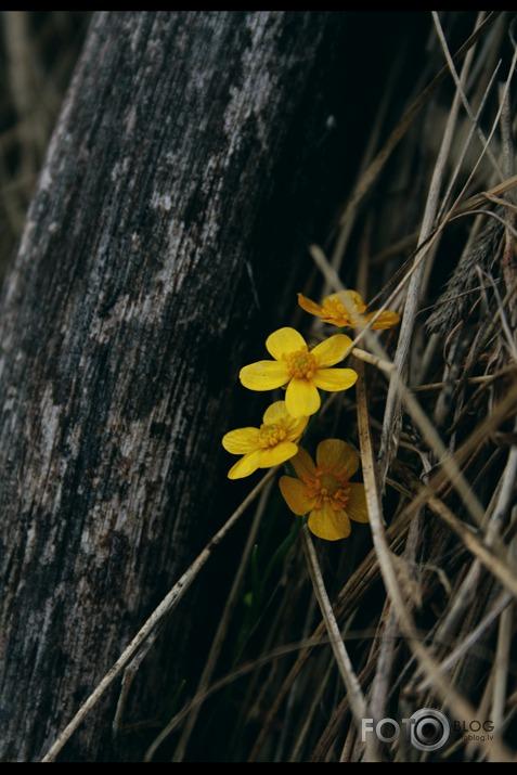  Autors: Rakoons Es fotogrāfēju