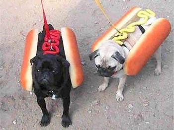 Jautrie hot dogi Autors: Lil Teemo Jautrie kaķi un suņi.