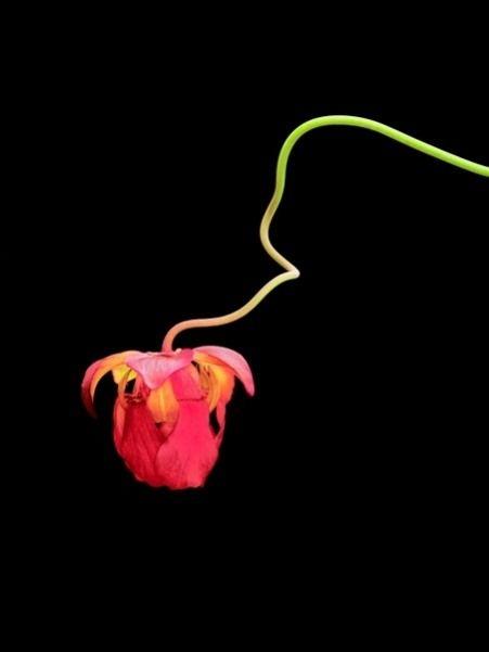  Ievila kukaiņus savā zieda... Autors: Asiņainā Mērija Augi killeri.