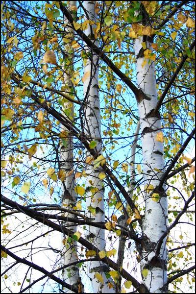  Autors: Rakoons Es fotogrāfēju 2 (rudens)