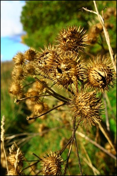  Autors: Rakoons Es fotogrāfēju 2 (rudens)