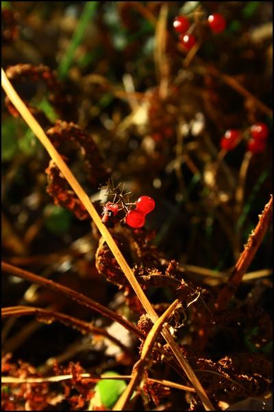  Autors: Rakoons Es fotogrāfēju 2 (rudens)