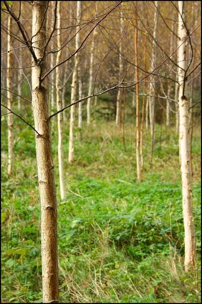  Autors: Rakoons Es fotogrāfēju 2 (rudens)