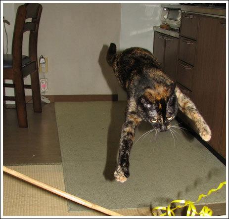 Tātad ņemat piemēru no manis ... Autors: Boņdžo Lidojoši kaķi !