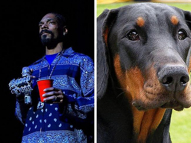 Snoop Dogg Doberman Autors: Foxmens Slavenibas un zveri