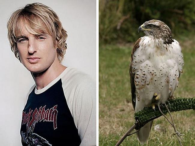 Owen Wilson hawk Autors: Foxmens Slavenibas un zveri