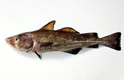 6 Sperma Sperma jau labi pasen... Autors: Lācis777 Ko tik nebāž kosmētikā. Top 10