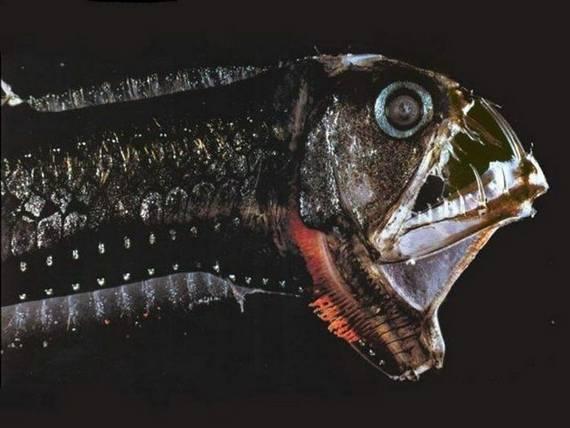  Autors: Rozā Vienradzis Briesmīgākās zivis uz pasaules