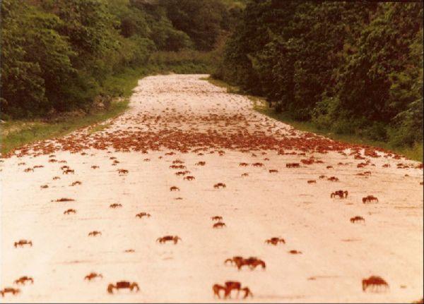  Autors: Asiņainā Mērija Krabju migrācija...