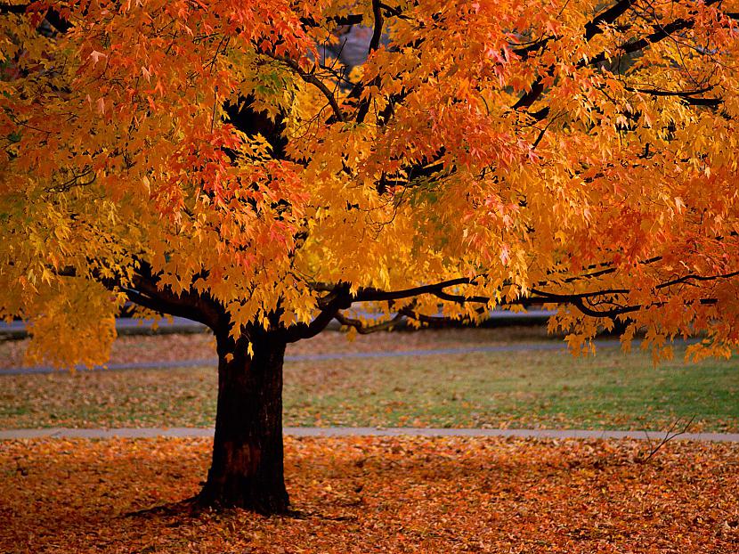 Rudens Spoki
