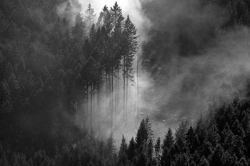  Autors: Fosilija Šodien melnbalts 12