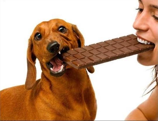 Šokolāde var nogalināt suņus... Autors: KeiVii Vai tu to zināji?