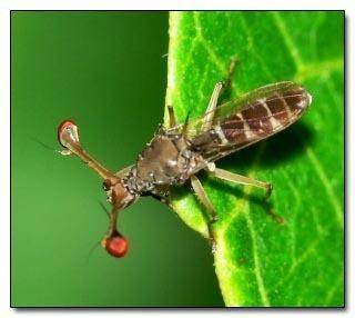 StalkEyed Fly  moskīts ar... Autors: kruuz 15 dzīvnieki, kuri nav taisīti uz Photoshop