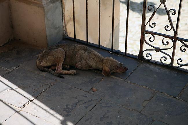 Vietējais sussis   Vispār suņi... Autors: Fosilija Cuba libre