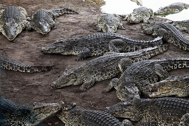 Mīļumu salidojums krokodīlu... Autors: Fosilija Cuba libre