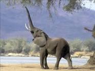 Ziloņi un cilvēki ir vienīgie... Autors: citrons111 interesanti fakti par dzīvniekiem !