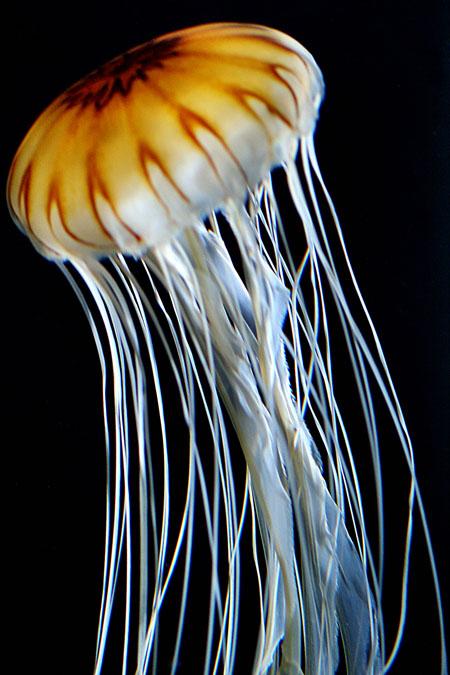 Kamēr lielākā daļa medūzu nav... Autors: varenskrauklis Dīvaināko nāvju STATISTIKA!!
